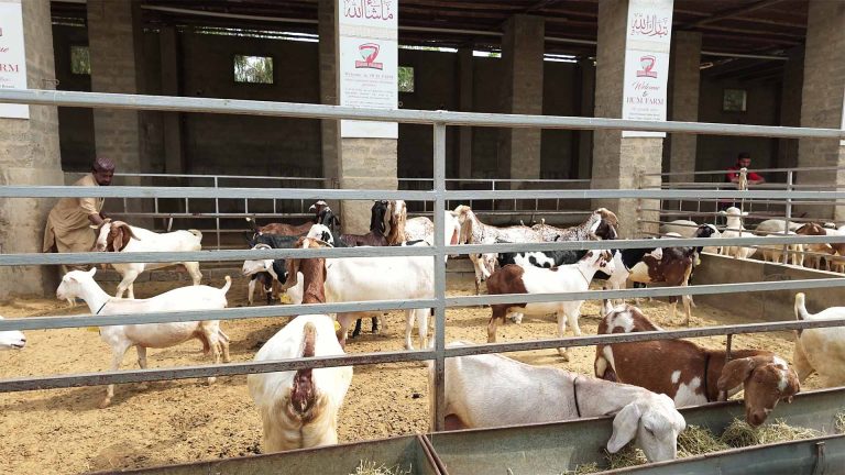 Goat Farming – photo 8 of 27