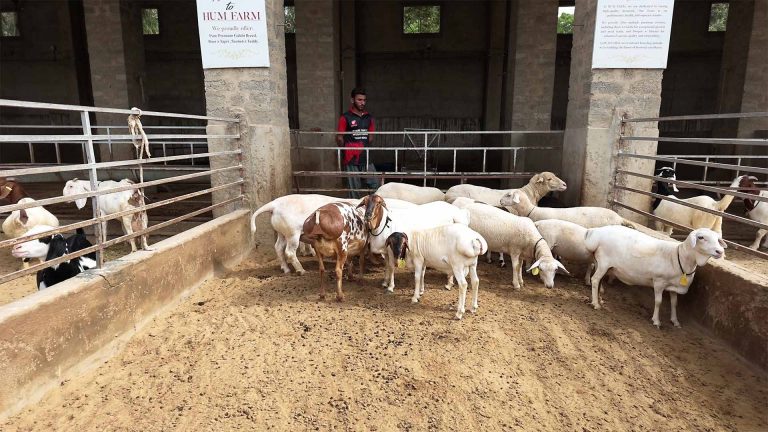 Goat Farming – photo 10 of 27