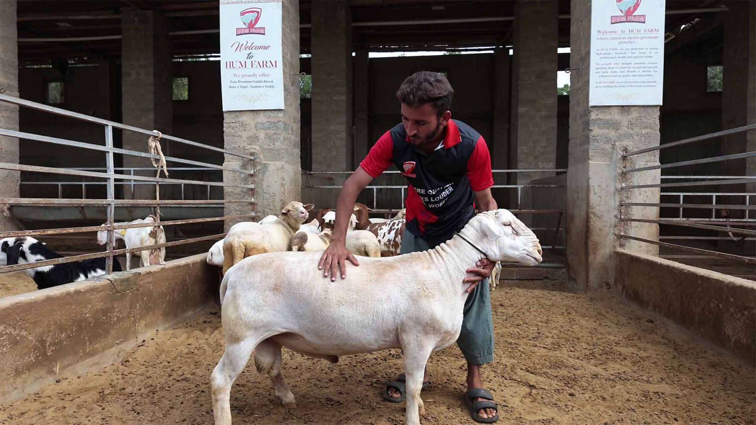 Goat Farming