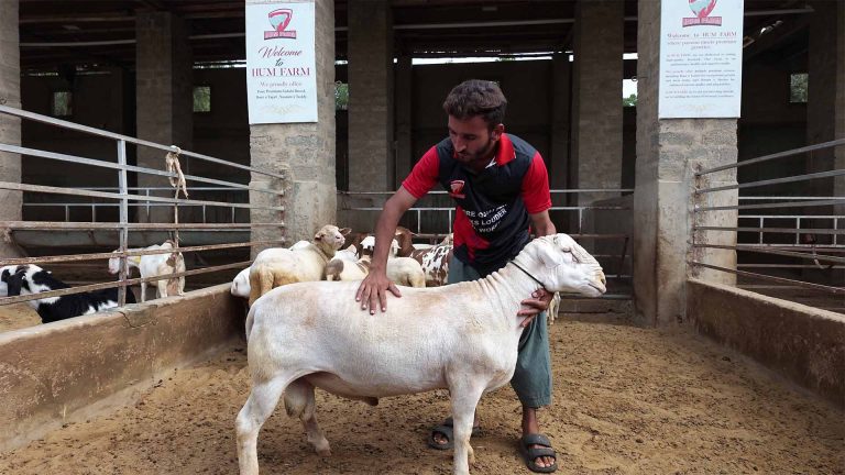 Goat Farming – photo 11 of 27