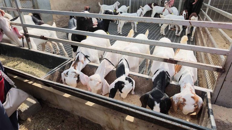 Goat Farming – photo 13 of 27