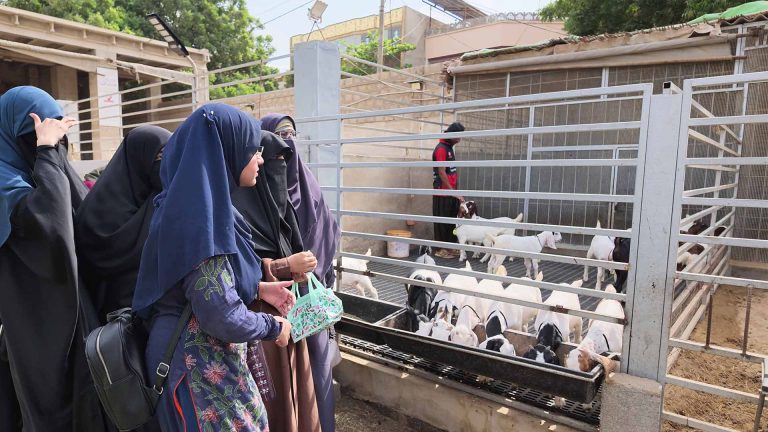 Goat Farming – photo 14 of 27