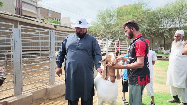 Goat Farming – photo 15 of 27
