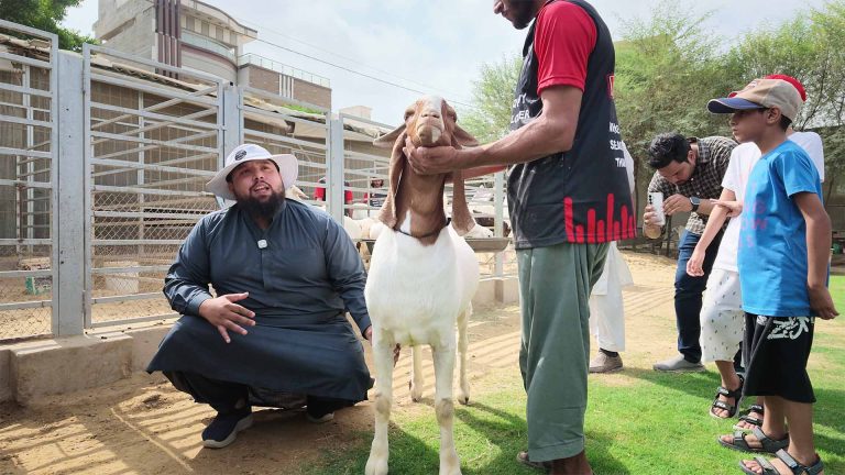 Goat Farming – photo 17 of 27