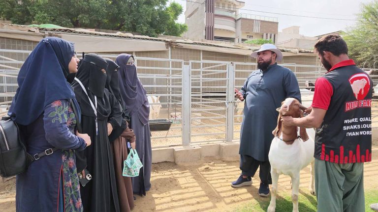 Goat Farming – photo 18 of 27