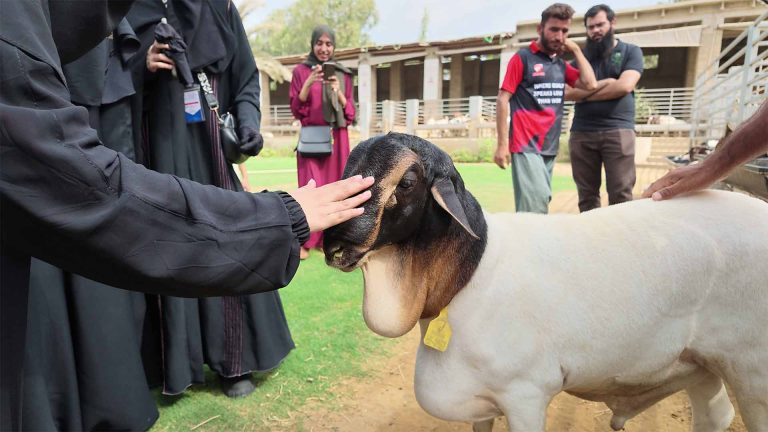 Goat Farming – photo 19 of 27