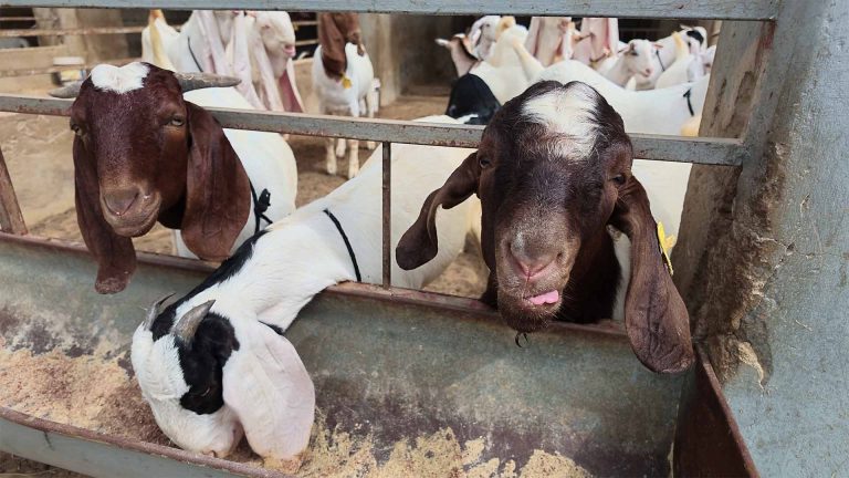 Goat Farming – photo 21 of 27