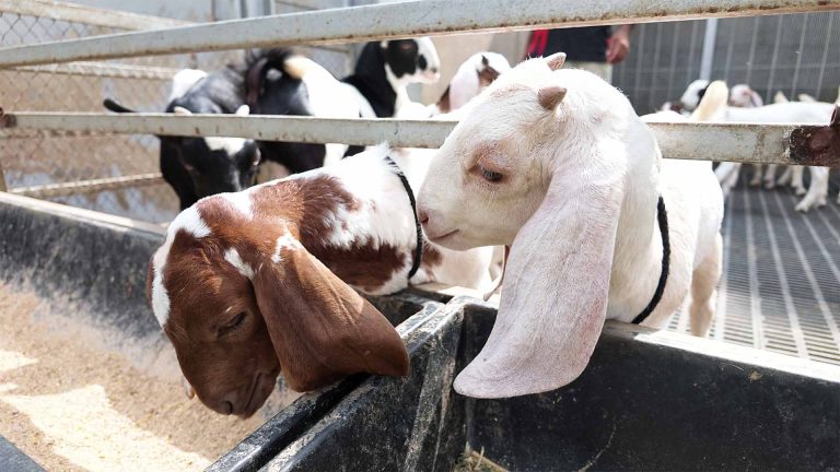 Goat Farming – photo 22 of 27