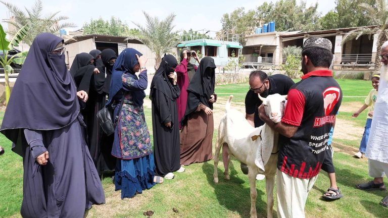 Goat Farming – photo 27 of 27
